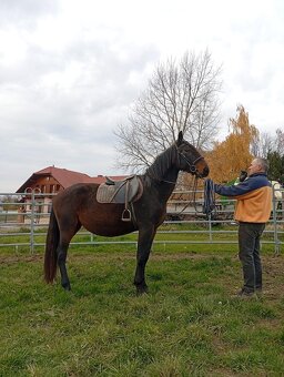 Kladrubska klisna 3,5 let - 7