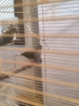 Prodám zebry chůvy,kanáři. - 7