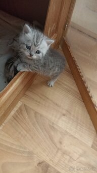 Britský stříbřitý kocourek whiskas s PP - 7