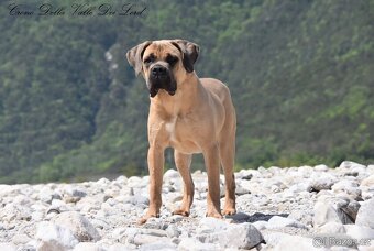Cane Corso štěňata s FCI PP - 7