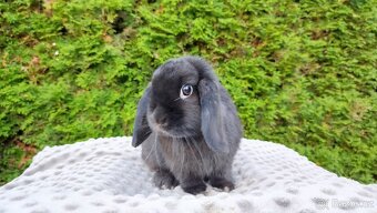 Zakrslý beránek, králíček, králík - PIPER - 7