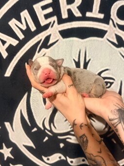 American Bully XL Tricolor - 7