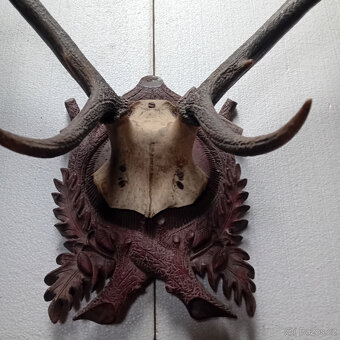 Jelení a srnčí trofeje - 7