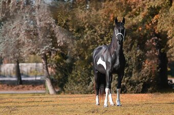 klisna Barock pinto, 5 let - 7