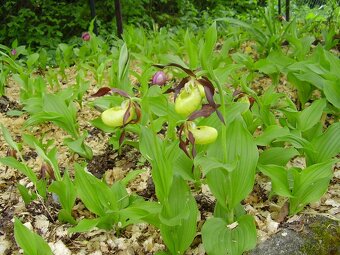 Prodám skalničky,trvalky a zahr.orchideje. - 7