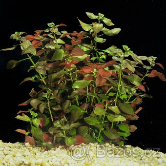 Ludwigia repens Česky  	zakucelka plazivá - 7