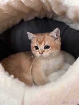 Britské kotě zlatá činčila s PP - 7