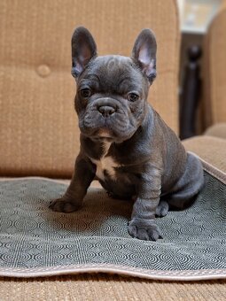 Francouzský buldoček - 7