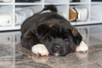 Krytí Americká Akita - 7