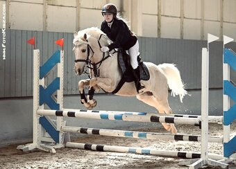 Pony B, valach 13let – drezura, parkur, ZZVJ, výstavy/ - 7
