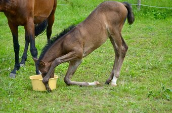 Lusitano klisna nar. 5/2024 - 7