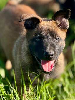 BELGICKÝ OVČÁK MALINOIS - 7
