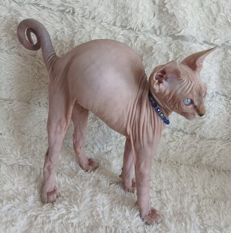 Kanadský Sphynx - 7