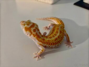 Gekončík noční 1.1  White&Yellow Fire Tangerine Raptor - 7