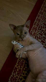 Kocour kanadský sphynx s PP ke krytí - 7