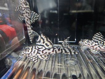 L 236 Super White - odchov - 7