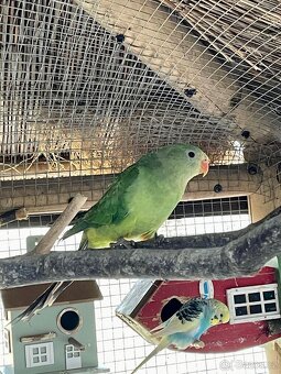 Papoušek Nádherný samice a samec - 7