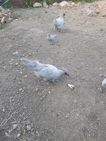 Kuřata vajíčka Araukana - 7