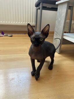 Sphynx s PP - 7