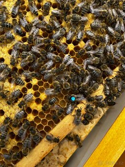 🐝 Včelí oddělky a matky F1 linie Vigor - 7