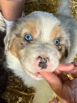 Australský ovčák štěňátka s PP - 7