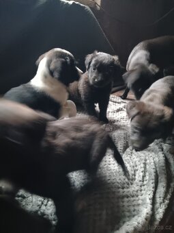 Štěňata - 7