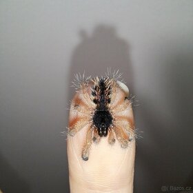 Avicularia aj. - 7