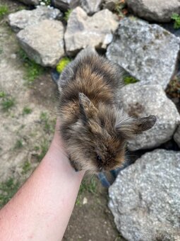 Králíčata beránek + teddy - 7