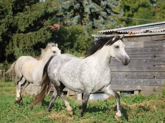 Prodám 2 letou welsh mountain pony - 7