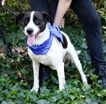 AKTY K ADOPCI - 6,5 ROKU,AKTIVNÍ,HRAVÝ,KAMARÁDSKÝ - 7