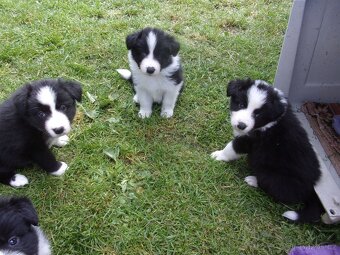 Border kolie / collie štěňata s PP (FCI) - 7