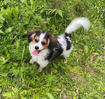 Miniaturní kontinentální španěl s PP, phalene, ne papillon - 7