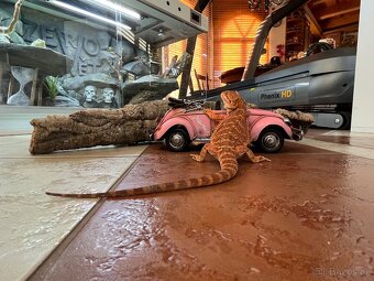 AGAMA VOUSATÁ POGONA VITTICEPS NA PRODEJ - 7