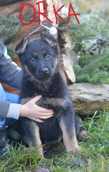 Německý ovčák - 7