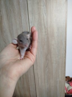 Potkan dumbo - 7