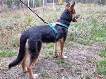 ABBIE K ADOPCI - malá NO úžasňačka, nejde se nezamilovat:) - 7