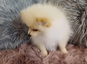 Pes pomeranian x trpasličí špic - 7