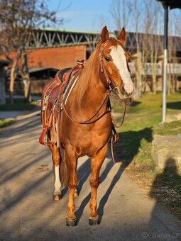 QH valach na predaj - 7