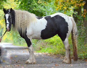 MILIONOVA kobylka irskeho coba (Irsky cob) - 7
