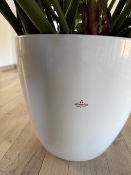 Zamioculcas výška 110 cm, průměr 150 cm - 7