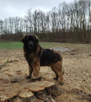 Leonberger - štěňata s PP - 7