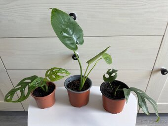 Monstera Monkey, Deliciosa, Minima - 7