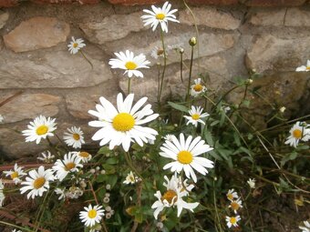 Odolné přebytky ze zahrady - 7