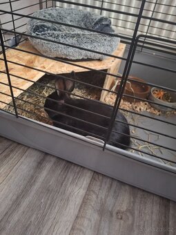 Zakrslý králíček daruji - 7