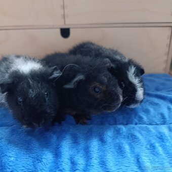 Morče US Teddy / morčata 2x samec 1x samička - 7