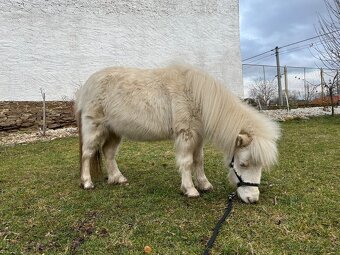 Minihorse klisna - 7