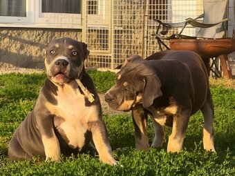 American Bully XL / XXL Blue Tricolor - 7