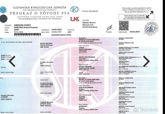 Štěně. Husky s PP 7měsíců 🥲 - 7