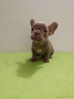 Francouzský buldoček bez pp - 7