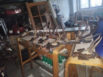 Paroží a trofeje - 7